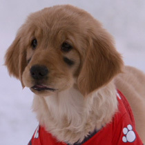 Snow Buddies Business